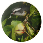 Bananaquit Bird Eating Tropical Photography Chocolate Covered Oreo (Front)