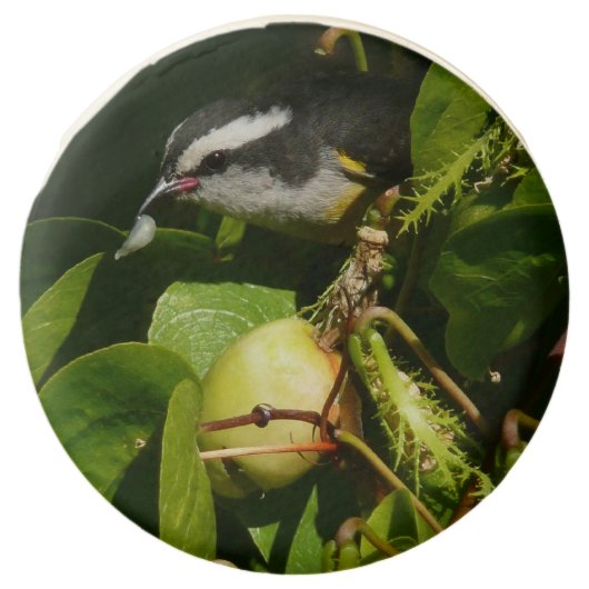 Bananaquit Bird Eating Tropical Photography Chocolate Covered Oreo (Front)