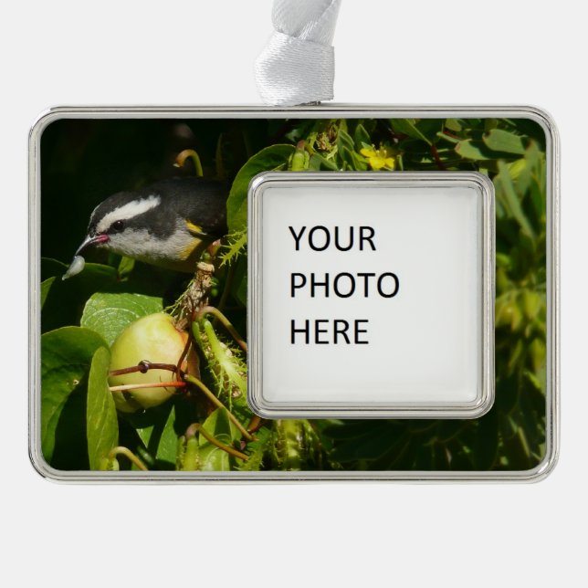Bananaquit Bird Eating Tropical Photography Christmas Ornament (Front)