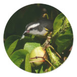 Bananaquit Bird Eating Tropical Photography Classic Round Sticker