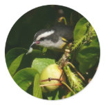Bananaquit Bird Eating Tropical Photography Classic Round Sticker