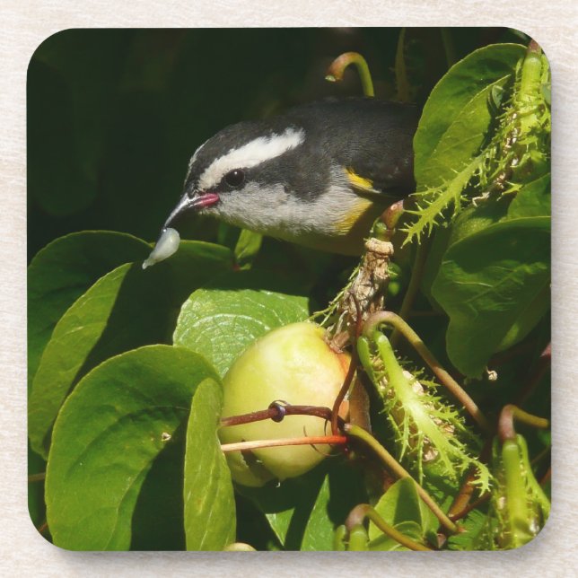 Bananaquit Bird Eating Tropical Photography Drink Coaster (Front)