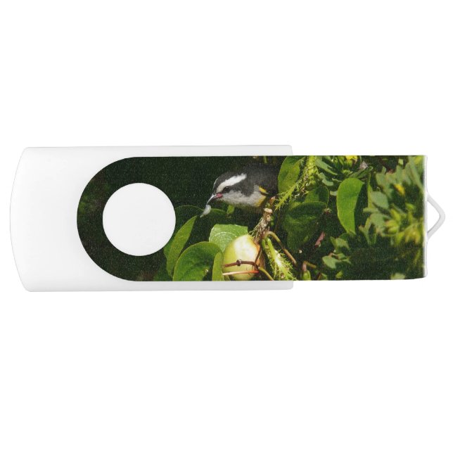 Bananaquit Bird Eating Tropical Photography Flash Drive (Front)