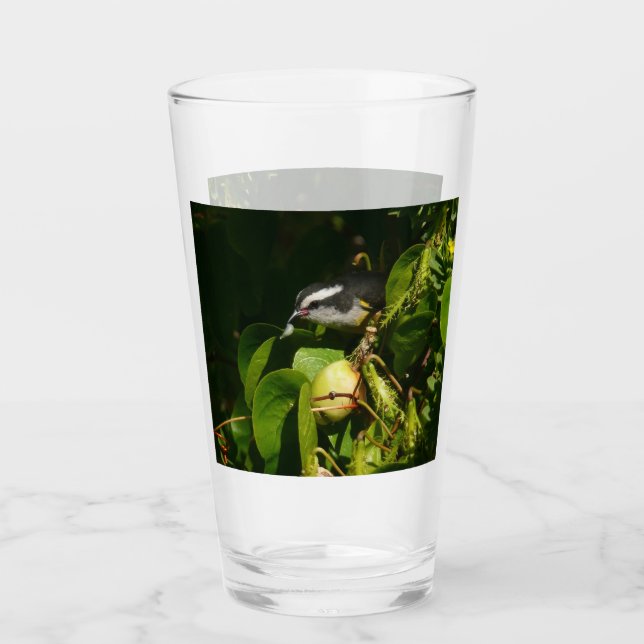Bananaquit Bird Eating Tropical Photography Glass (Front)