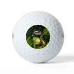 Bananaquit Bird Eating Tropical Photography Golf Balls