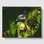 Bananaquit Bird Eating Tropical Photography Guest Book