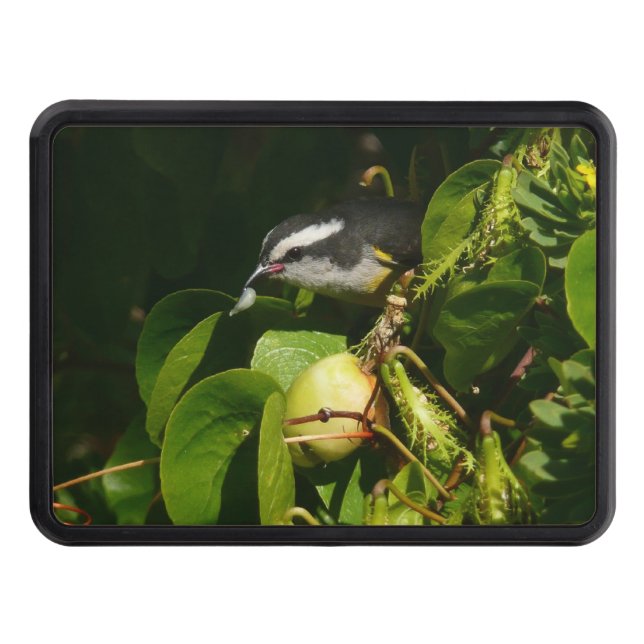 Bananaquit Bird Eating Tropical Photography Hitch Cover (Front)