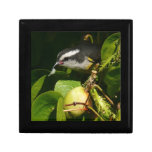Bananaquit Bird Eating Tropical Photography Keepsake Box