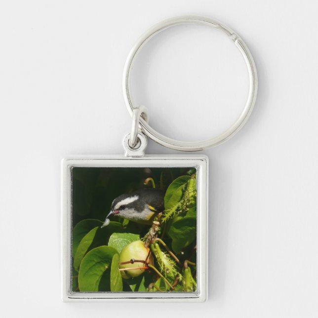 Bananaquit Bird Eating Tropical Photography Keychain (Front)