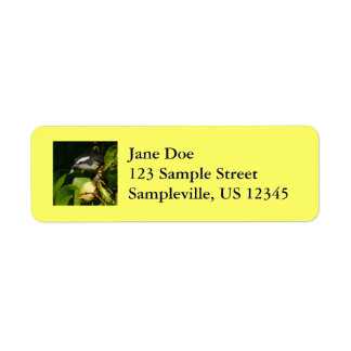 Bananaquit Bird Eating Tropical Photography Label
