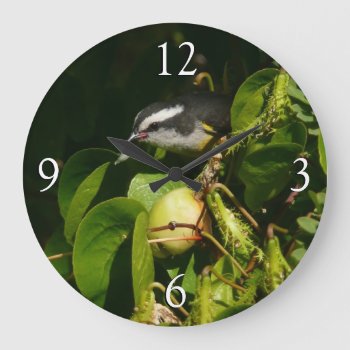 Bananaquit Bird Eating Tropical Photography Large Clock by mlewallpapers at Zazzle
