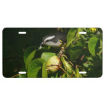 Bananaquit Bird Eating Tropical Photography License Plate