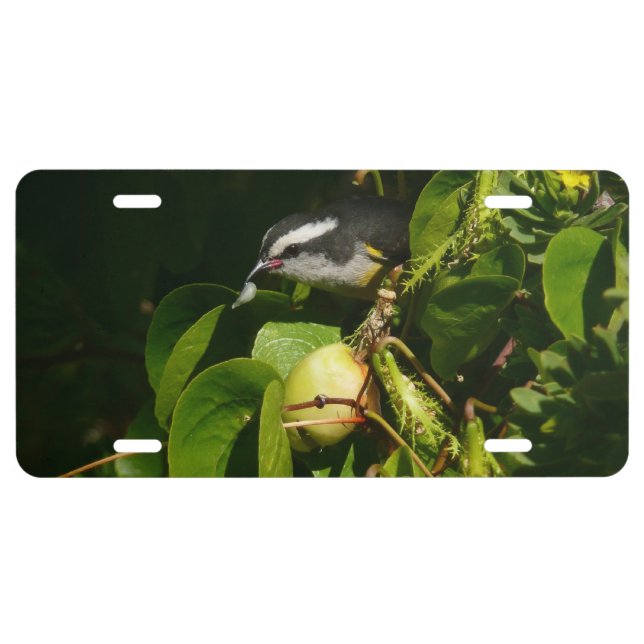 Bananaquit Bird Eating Tropical Photography License Plate (Front)