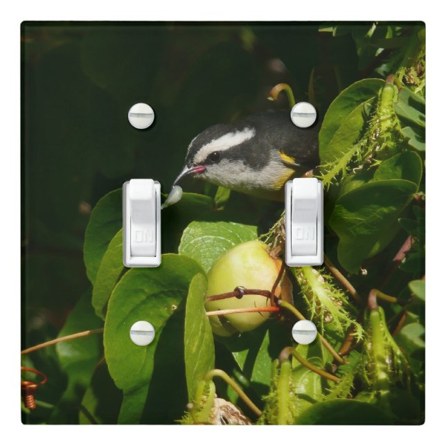 Bananaquit Bird Eating Tropical Photography Light Switch Cover (In Situ)