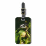 Bananaquit Bird Eating Tropical Photography Luggage Tag