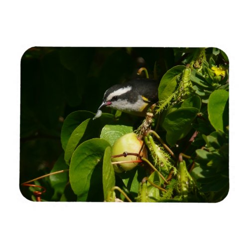 Bananaquit Bird Eating Tropical Photography Magnet