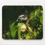 Bananaquit Bird Eating Tropical Photography Mouse Pad