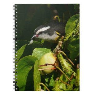 Bananaquit Bird Eating Tropical Photography Notebook