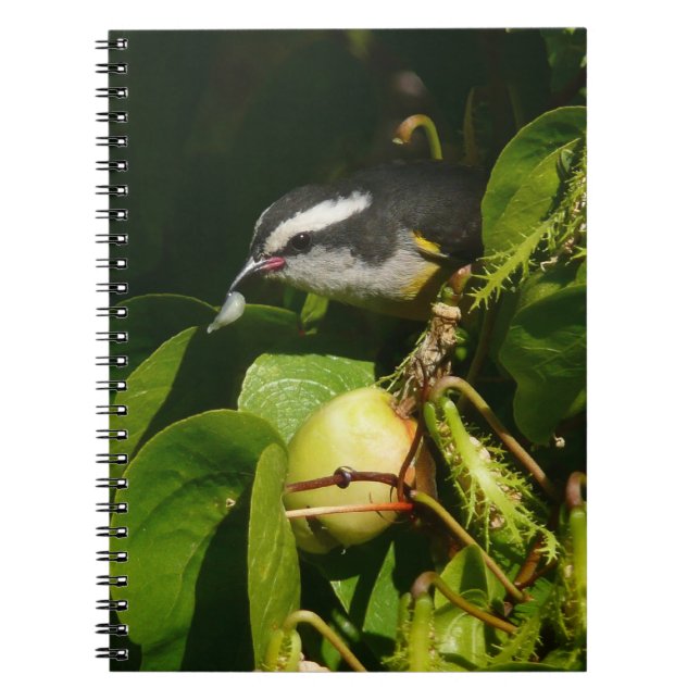Bananaquit Bird Eating Tropical Photography Notebook (Front)