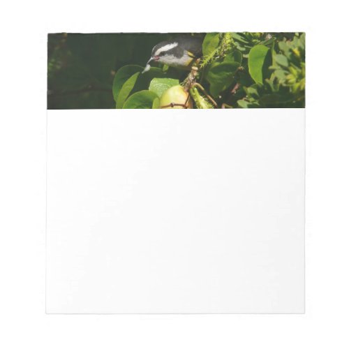 Bananaquit Bird Eating Tropical Photography Notepad