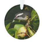 Bananaquit Bird Eating Tropical Photography Ornament