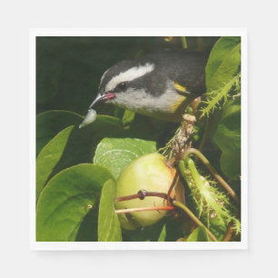 Bananaquit Bird Eating Tropical Photography Paper Napkins