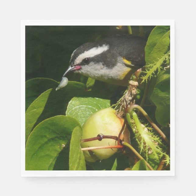 Bananaquit Bird Eating Tropical Photography Paper Napkins (Front)