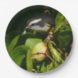 Bananaquit Bird Eating Tropical Photography Paper Plates