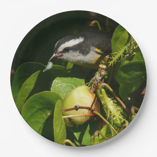 Bananaquit Bird Eating Tropical Photography Paper Plates (Front)