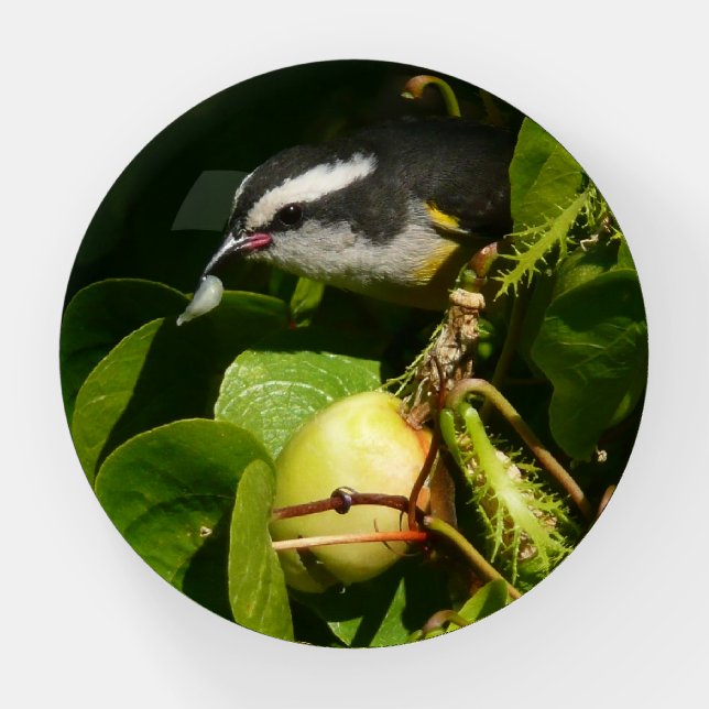 Bananaquit Bird Eating Tropical Photography Paperweight (Front)