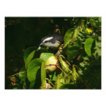 Bananaquit Bird Eating Tropical Photography Photo Print