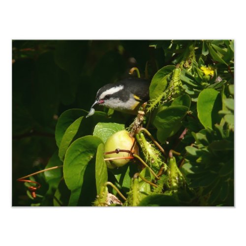 Bananaquit Bird Eating Tropical Photography Photo Print