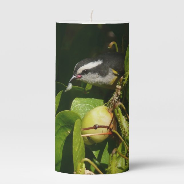 Bananaquit Bird Eating Tropical Photography Pillar Candle (Front)