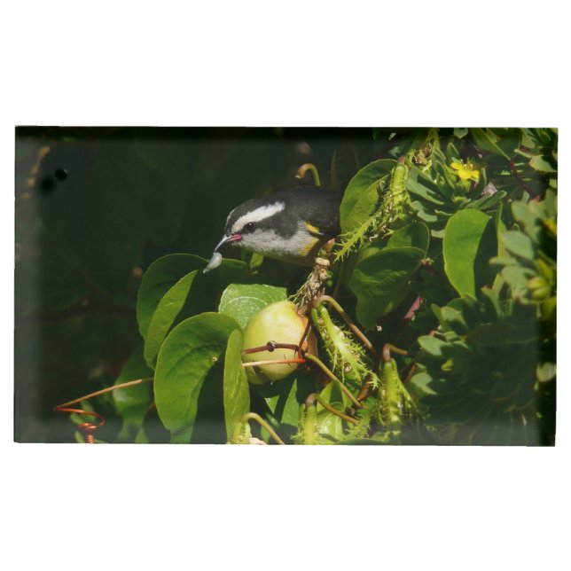 Bananaquit Bird Eating Tropical Photography Place Card Holder (Front)