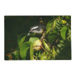 Bananaquit Bird Eating Tropical Photography Placemat