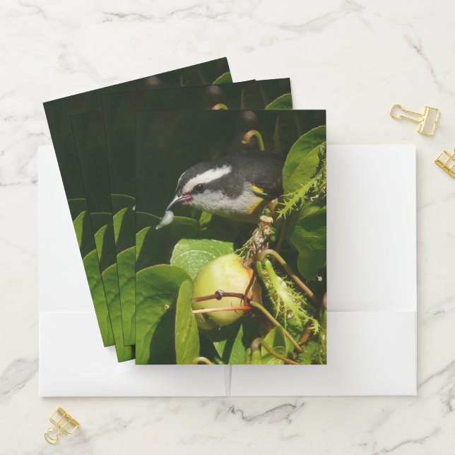 Bananaquit Bird Eating Tropical Photography Pocket Folder (In Situ)