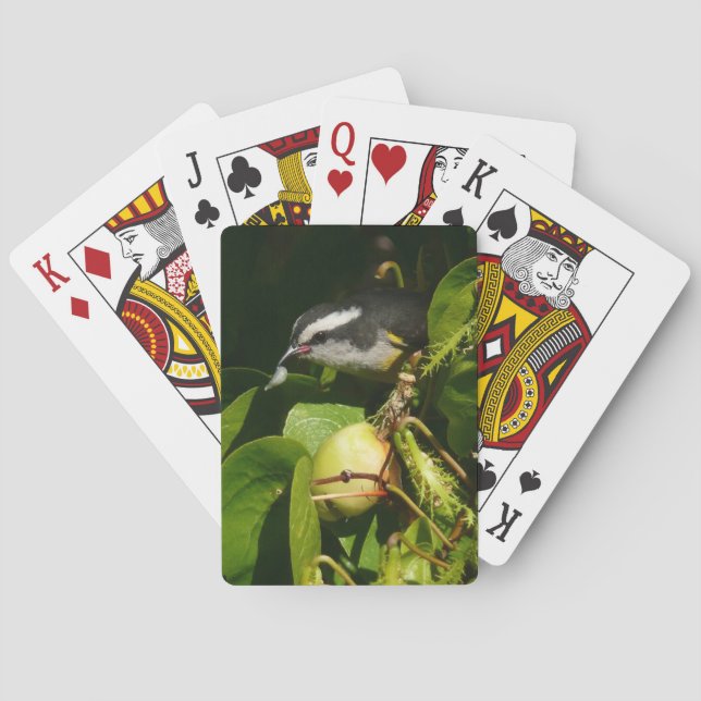 Bananaquit Bird Eating Tropical Photography Poker Cards (Back)