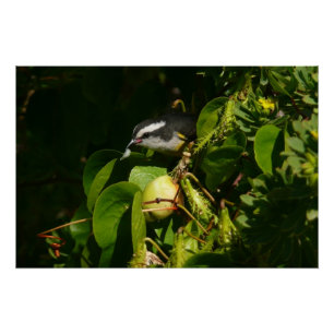 Bananaquit Bird Eating Tropical Photography Poster