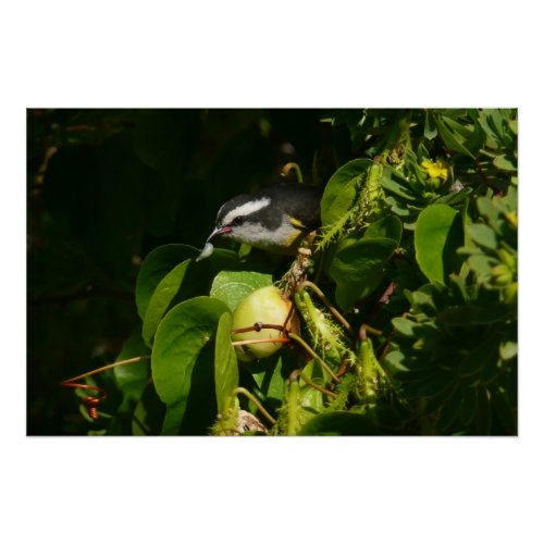 Bananaquit Bird Eating Tropical Photography Poster