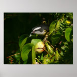 Bananaquit Bird Eating Tropical Photography Poster