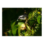 Bananaquit Bird Eating Tropical Photography Poster