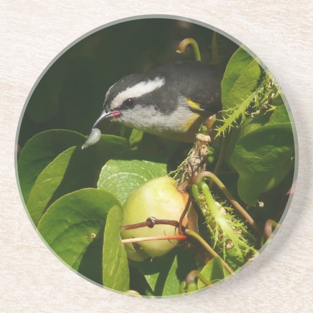 Bananaquit Bird Eating Tropical Photography Sandstone Coaster (Front)