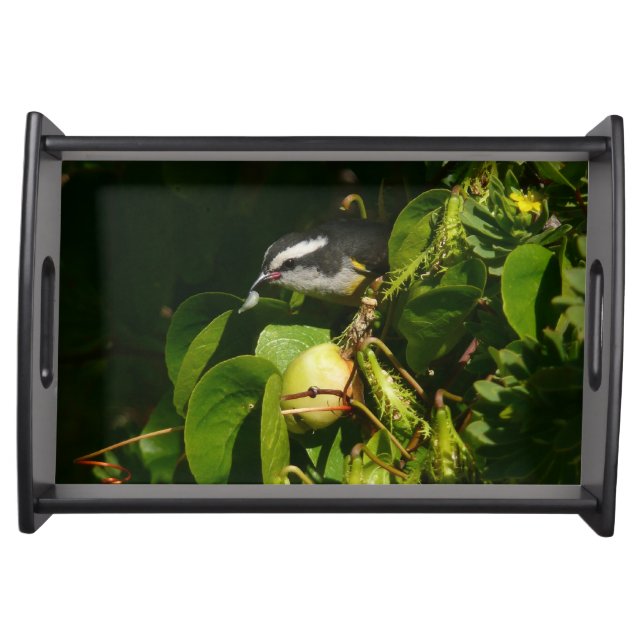 Bananaquit Bird Eating Tropical Photography Serving Tray (Front)