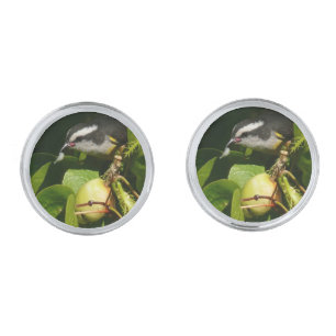 Bananaquit Bird Eating Tropical Photography Silver Cufflinks