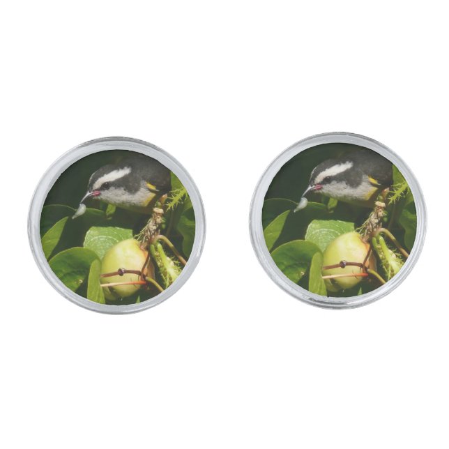 Bananaquit Bird Eating Tropical Photography Silver Cufflinks (Front)