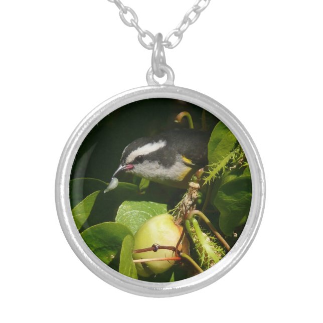 Bananaquit Bird Eating Tropical Photography Silver Plated Necklace (Front)