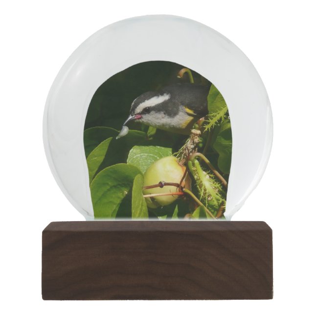 Bananaquit Bird Eating Tropical Photography Snow Globe (Front)