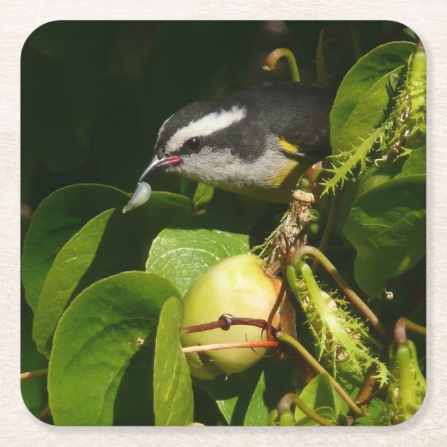 Bananaquit Bird Eating Tropical Photography Square Paper Coaster (Front)
