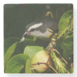 Bananaquit Bird Eating Tropical Photography Stone Coaster