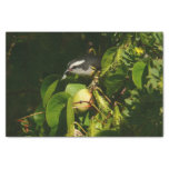 Bananaquit Bird Eating Tropical Photography Tissue Paper
